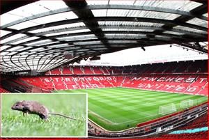 Sân Old Trafford bị... chuột tấn công: Nhà hát những giấc mơ hay... thùng rác?