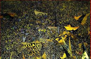 Hơn nửa triệu CĐV Dortmund muốn được sở hữu tấm vé đến Wembley