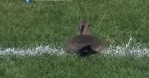 Cảnh tượng thú vị: Chim ăn vạ trên sân