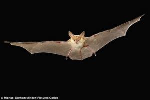 Kế hoạch nâng cấp sân tập của M.U bị phá sản bởi ... dơi