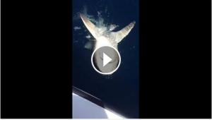 VIDEO: Van Persie vật lộn với “sát thủ đại dương”