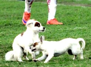 Đội trưởng U19 PVF bị ... chó cắn ở giải quốc gia