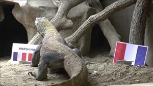 Tiên tri kỳ đà đoán Pháp bị Albania cầm hòa