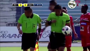 Hy hữu: Trận bóng đá bị hoãn bởi ... ong