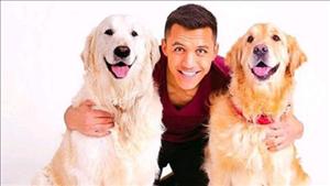 Không ai “cuồng chó” như ngôi sao Alexis Sanchez