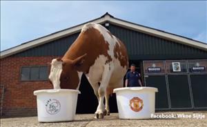 Bò tiên tri dự đoán MU thua chung kết Europa League 2016/17