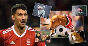 Hậu vệ vô danh hạ Arsenal đặt tên chó là ... 'Pháo thủ'