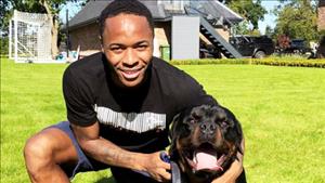 Tiền đạo Sterling bỏ 15.000 bảng mua 'siêu khuyển'