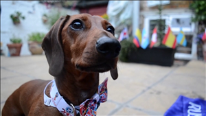 Chó tiên tri dự đoán trận Đức vs Mexico