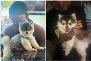 Sau bao nỗ lực, Sturridge đã tìm thấy chó!