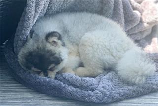 Ảnh chế: Sturridge mất chó và cái kết có hậu