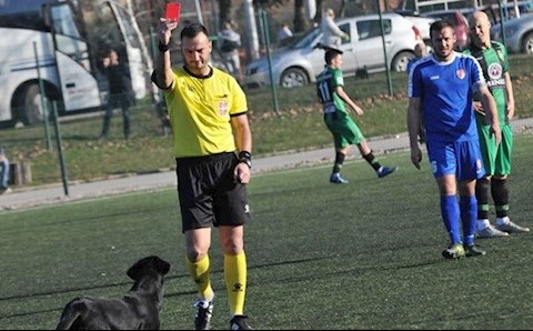 Khó tin: Chú chó phải nhận thẻ đỏ vì không chịu rời sân