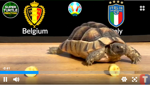 “Rùa tiên tri” dự đoán kết quả Bỉ vs Italia và CH Séc vs Đan Mạch