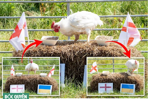 “Gà tiên tri” dự đoán kết quả trận Anh vs Ukraine