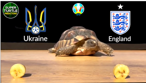 “Thần rùa” dự đoán kết quả trận đấu Ukraine vs Anh