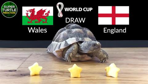 Rùa tiên tri dự đoán kết quả trận Xứ Wales vs Anh