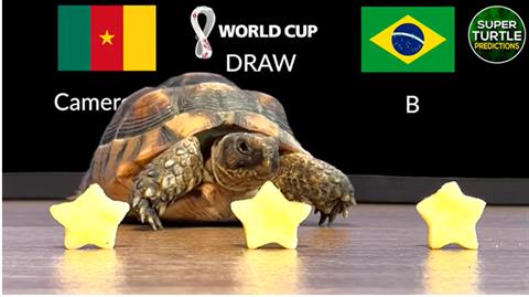 Rùa tiên tri dự đoán kết quả trận Cameroon vs Brazil