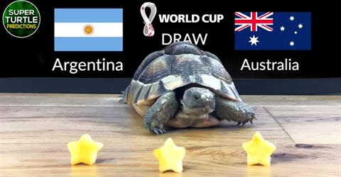Rùa tiên tri dự đoán kết quả trận Argentina vs Australia