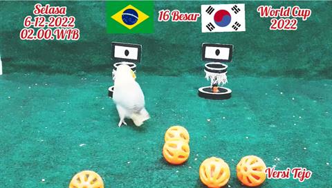 Vẹt tiên tri dự đoán kết quả trận Brazil vs Hàn Quốc