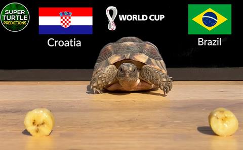 Thần Rùa dự đoán kết quả cặp đấu Croatia vs Brazil
