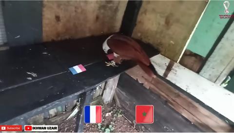 Đại bàng Romeo dự đoán kết quả trận Pháp vs Ma-Rốc 