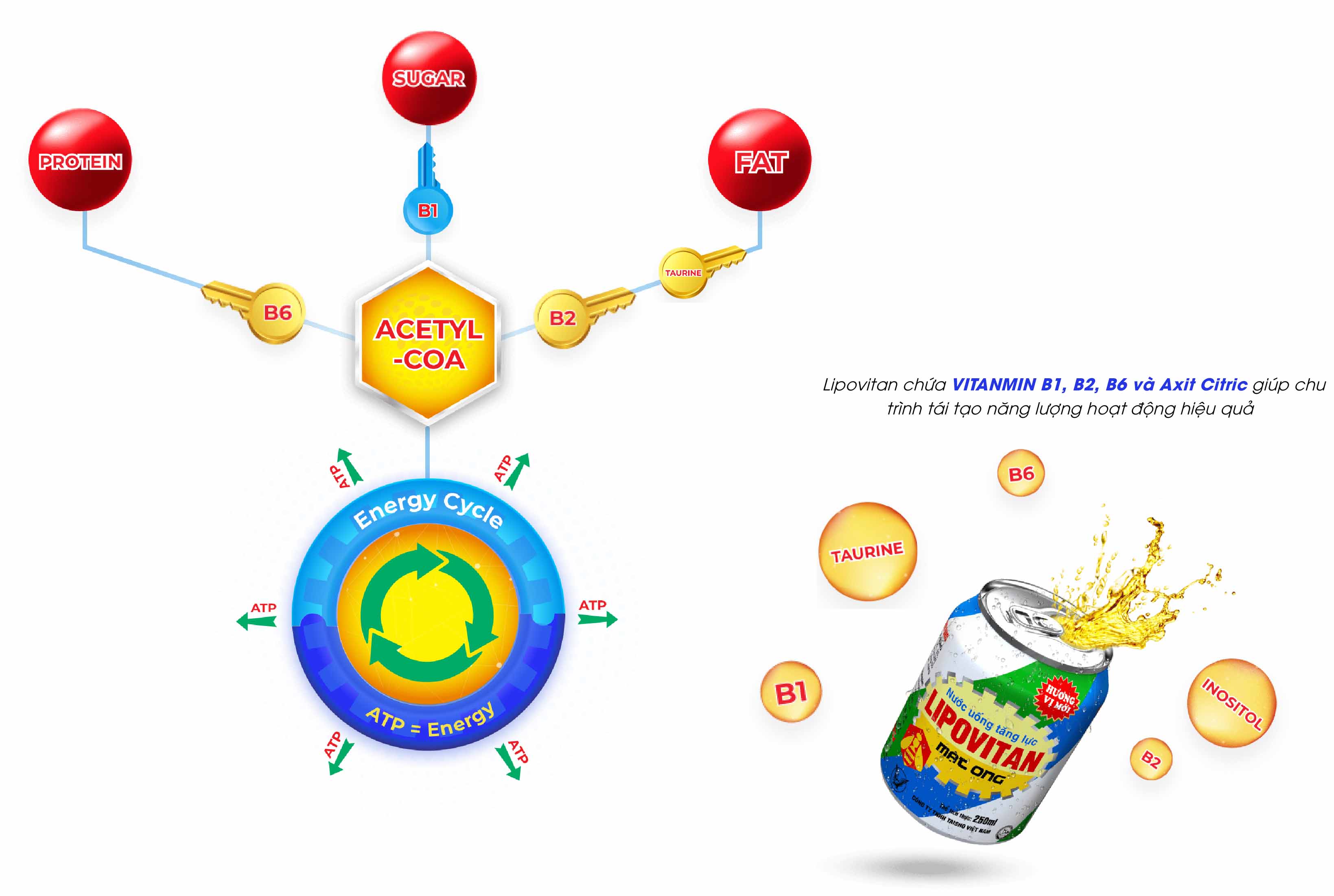 LIPOVITAN cung cấp nguyên liệu chính cho chu trình chuyển hóa năng lượng trong cơ thể
