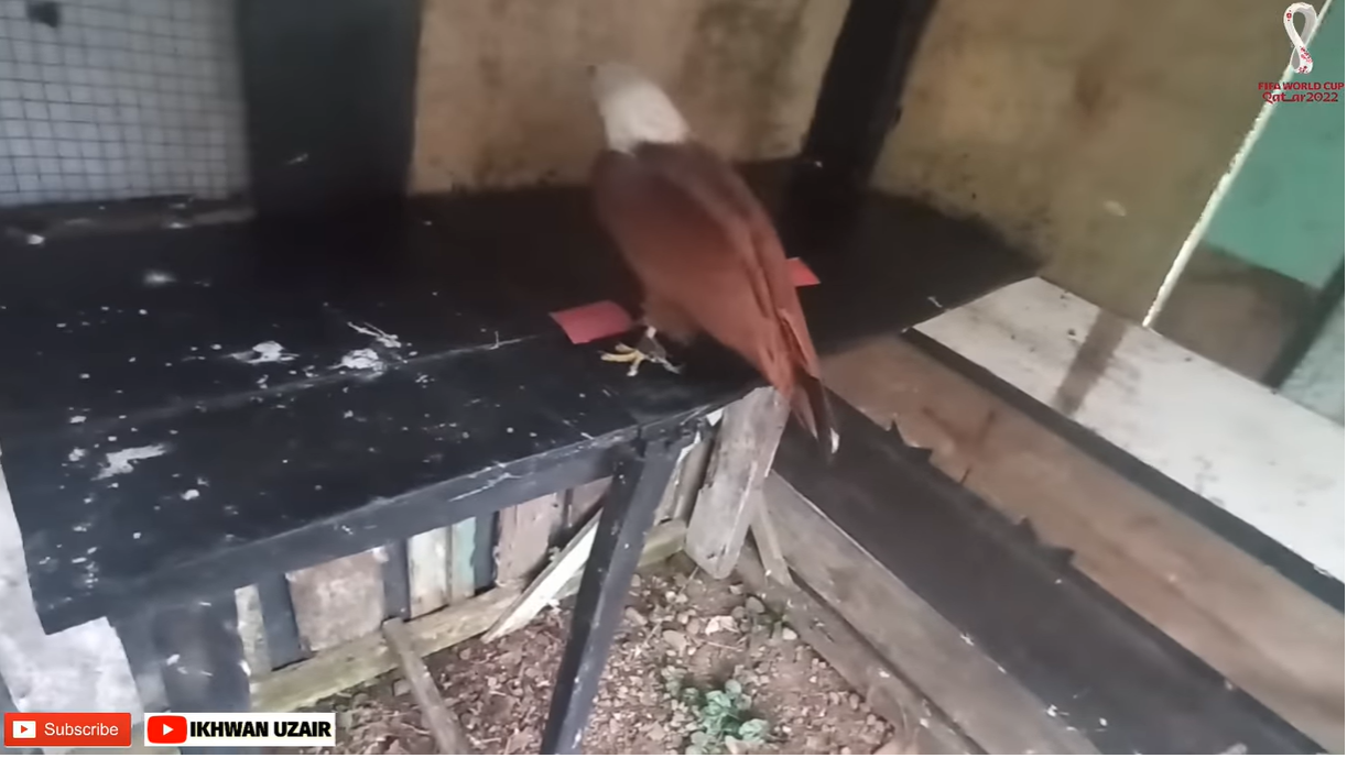 Đại bàng dự đoán kết quả trận Morocco vs Bồ Đào Nha dai bang du doan ket qua tran Morocco vs Bo dao Nha