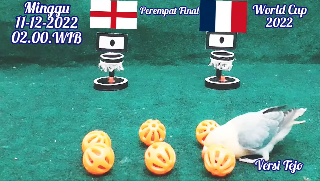 Chim than du doan co bat ngo o tran Anh vs Phap