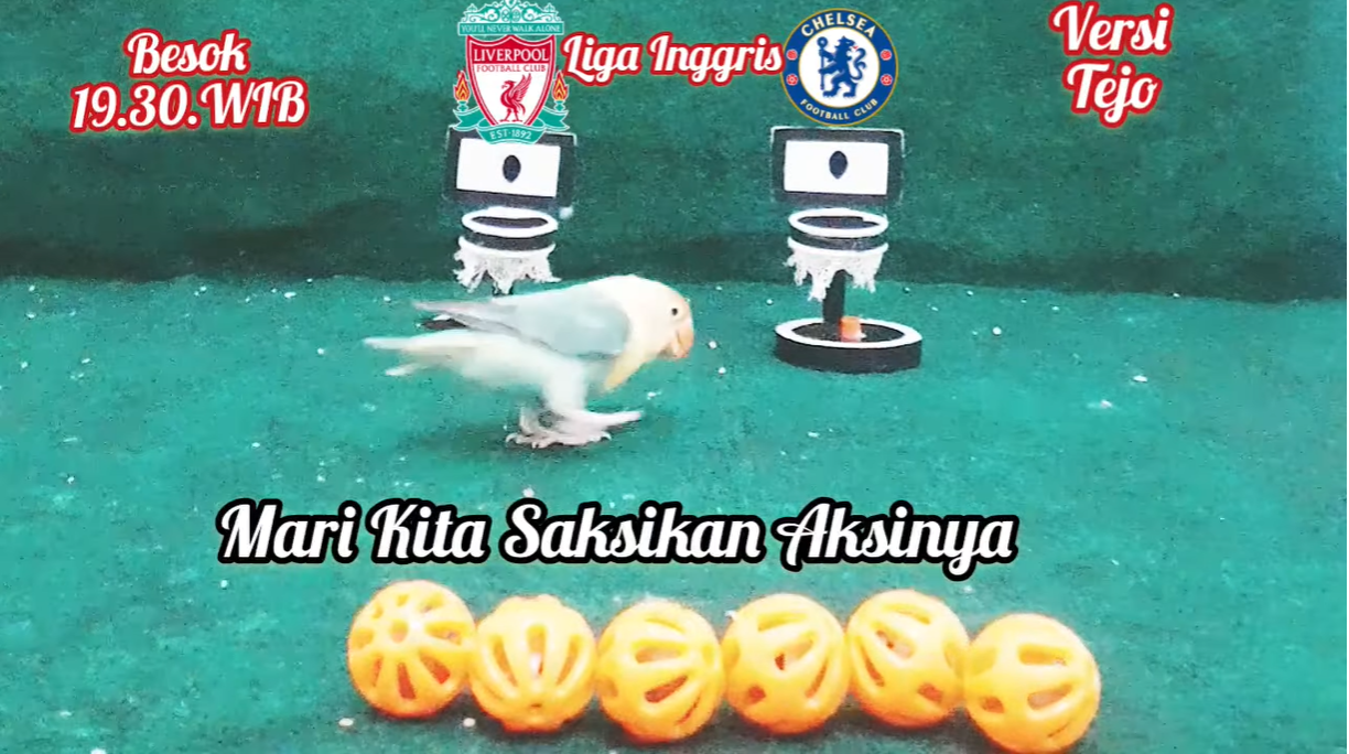 Chim thần dự đoán kết quả trận Liverpool vs Chelsea Chim than du doan ket qua tran Liverpool vs Chelsea