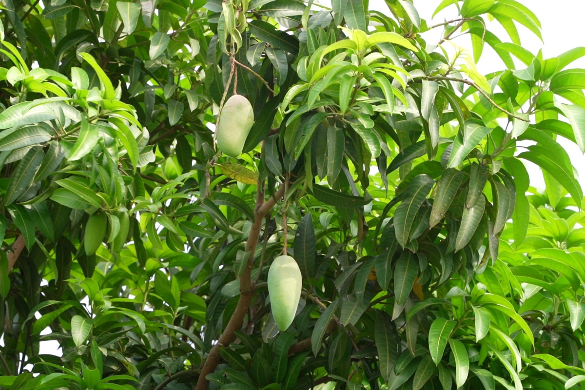 Tuyển nữ Việt Nam rạng rỡ dưới cái nắng gắt của Campuchia 3