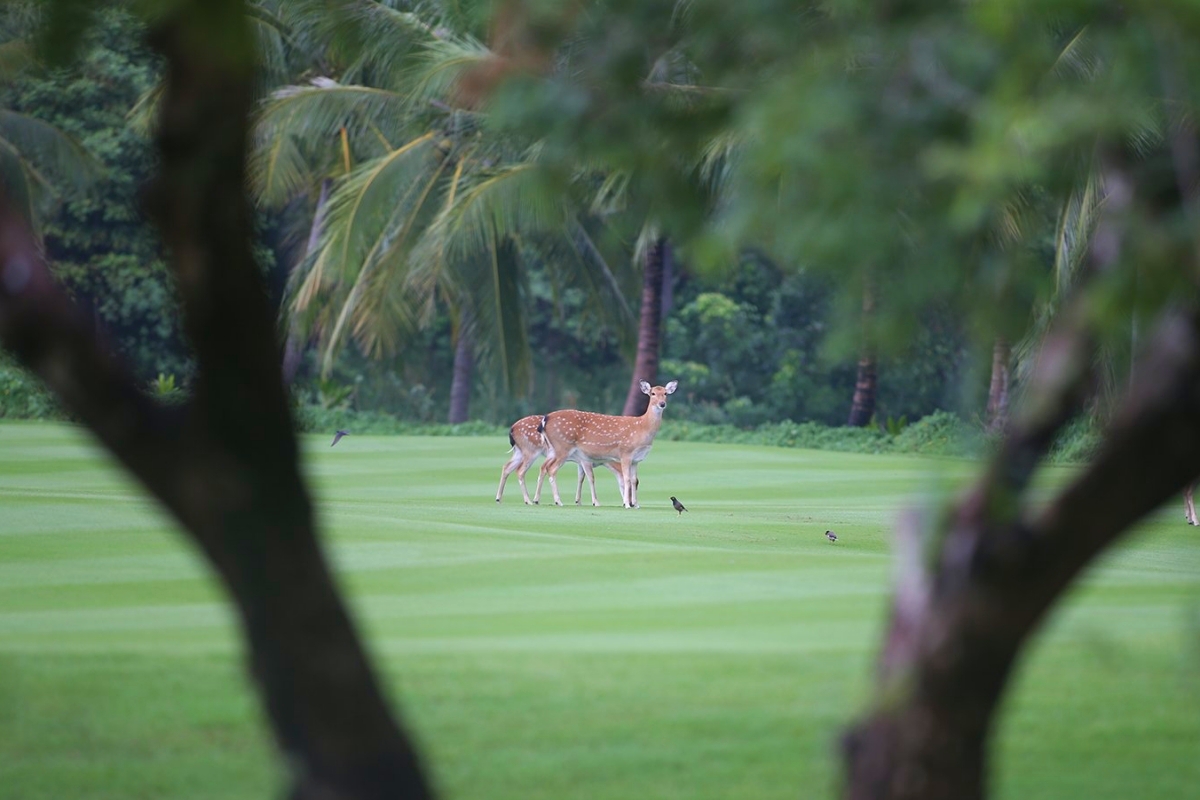 Những “khán giả” đặc biệt trên sân golf 3