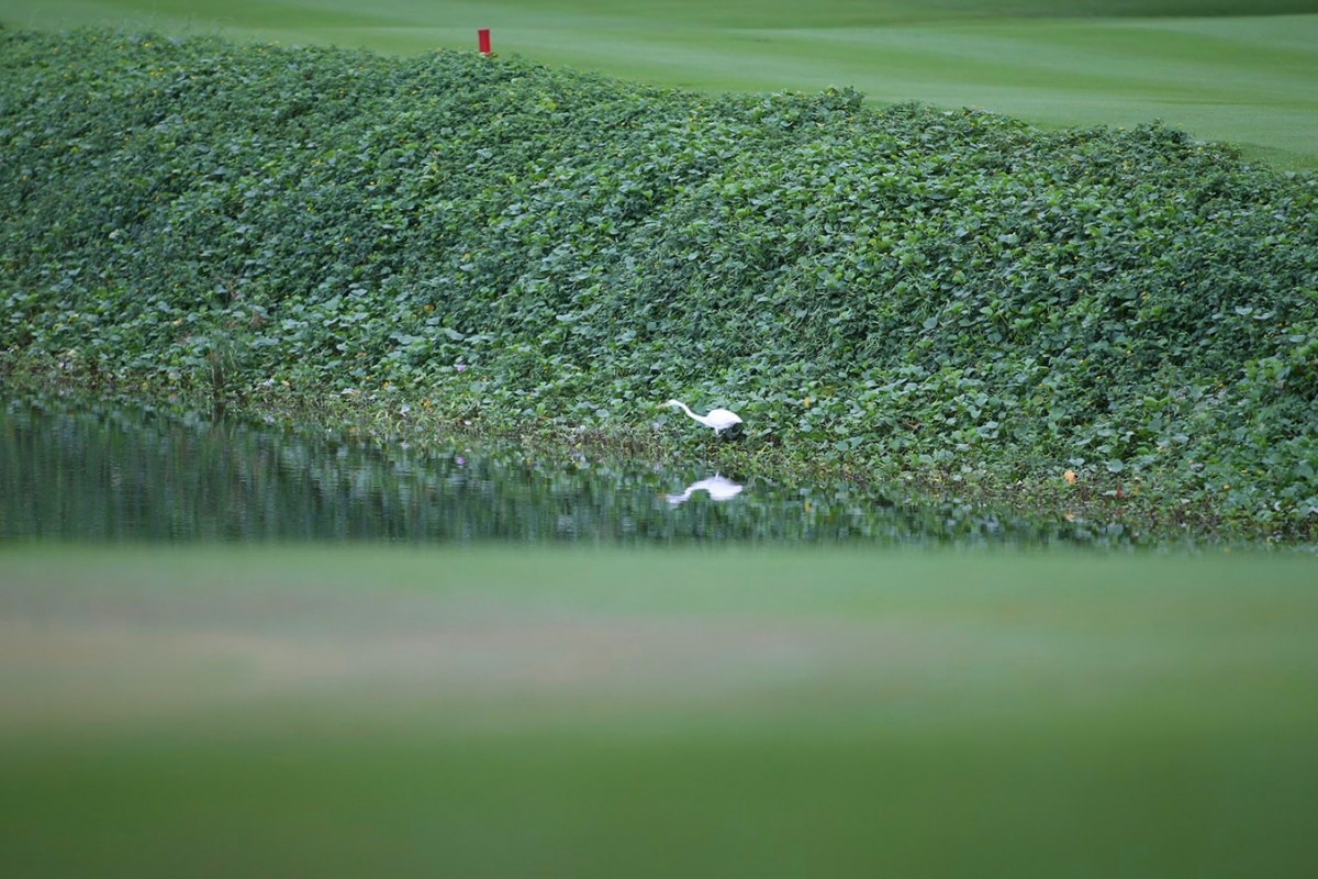 Những “khán giả” đặc biệt trên sân golf 5