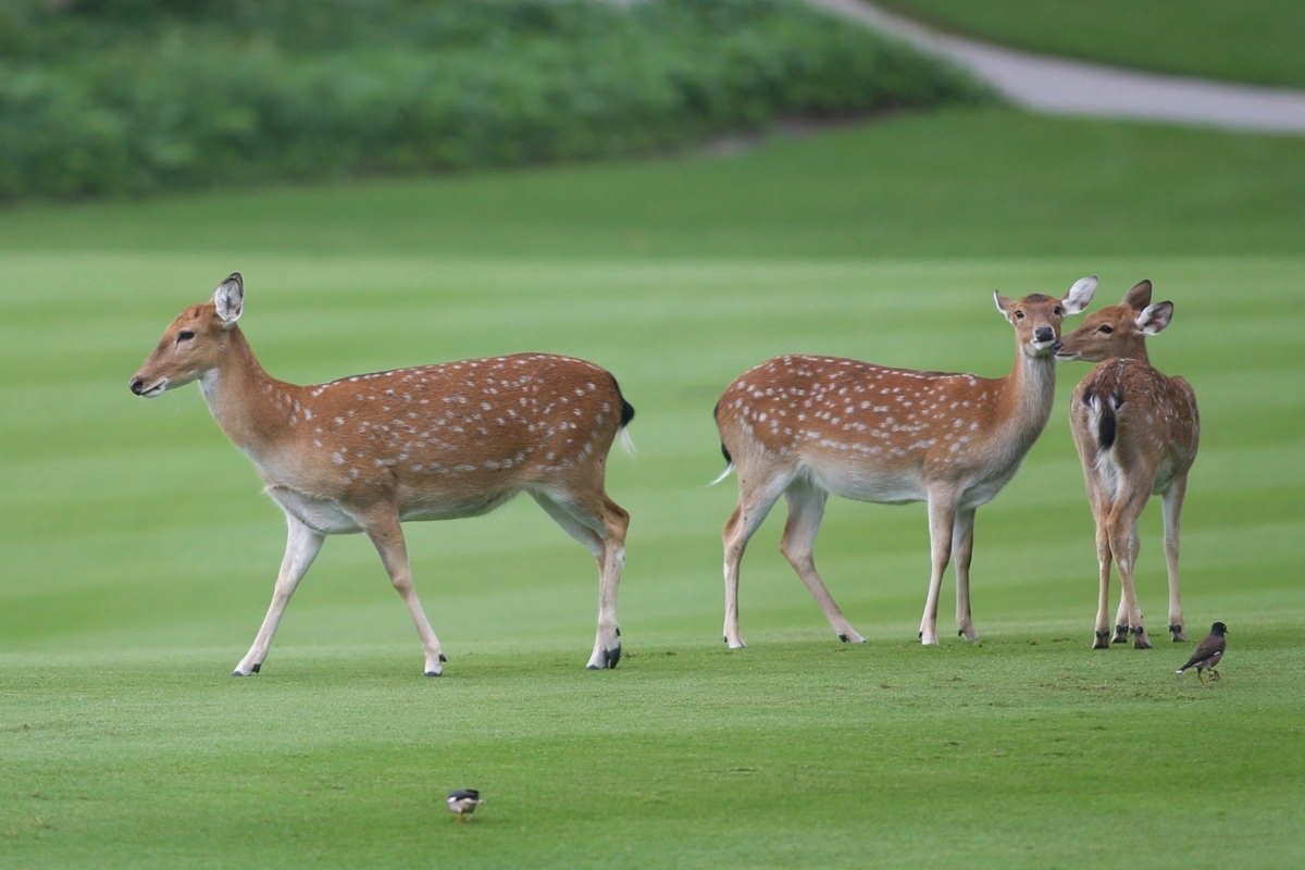 Những “khán giả” đặc biệt trên sân golf 4