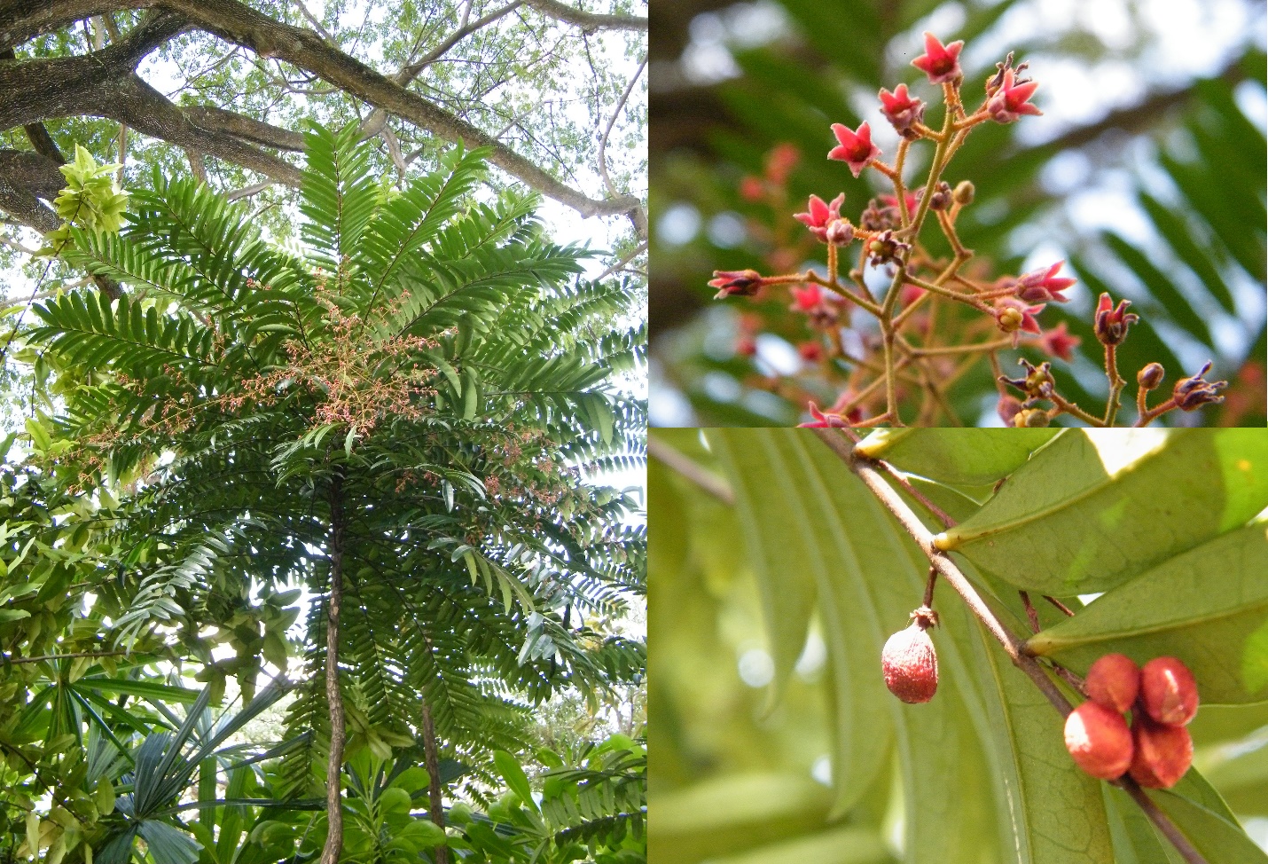 Tongkat Ali - cây mật nhân