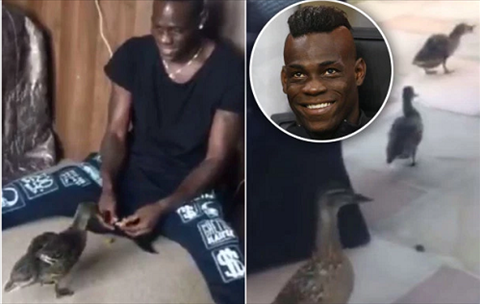 Chán nuôi heo, Balotelli lại nổi hứng đi… chăn vịt