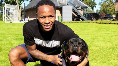 Tiền đạo Sterling bỏ 15.000 bảng mua 'siêu khuyển'