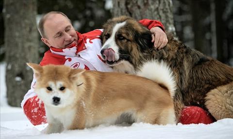 Chó mèo hoang Cơn đau đầu của người Nga trước thềm World Cup 2018 hình ảnh 2