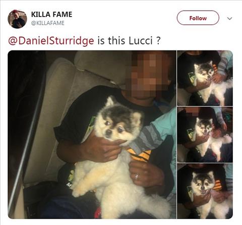 Chú chó trông có vẻ giống với Lucky Lucci đã được tìm thấy