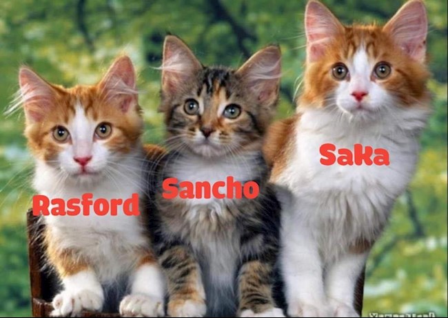 Khả năng đá 11m của Rashford, Sancho và Saka được ví như những chú mèo Khả năng đá 11m của Rashford, Sancho và Saka được ví như những chú mèo