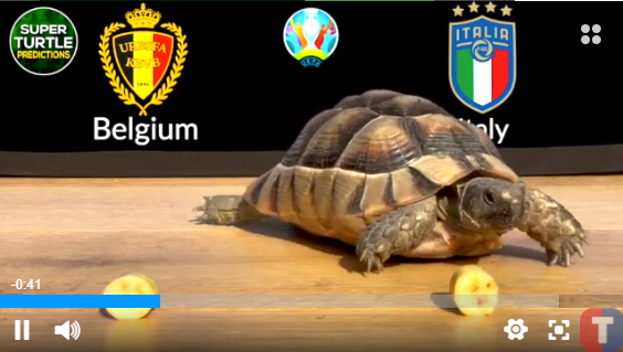 “Rùa tiên tri” dự đoán kết quả Bỉ vs Italia và CH Séc vs Đan Mạch