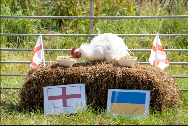 Gà tiên tri dự đoán trận Ukraine vs Anh Gà tiên tri dự đoán trận Ukraine vs Anh