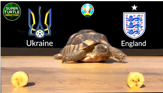 Rùa tiên tri dự đoán kết quả trận Ukraine vs Anh