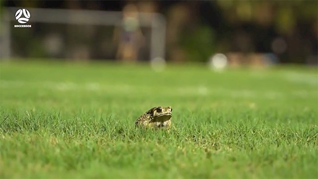 HLV ĐT Australia thú vị với chú cóc tại Mỹ Đình hình ảnh