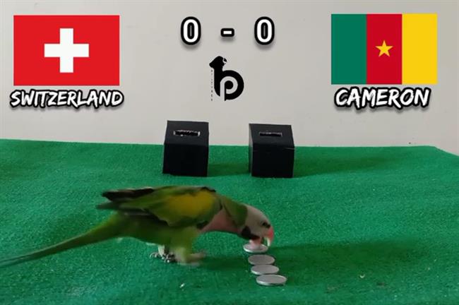 Vẹt tiên tri dự đoán trận Thụy Sĩ vs Cameroon Vet tien tri du doan tran Thuy Si vs Cameroon