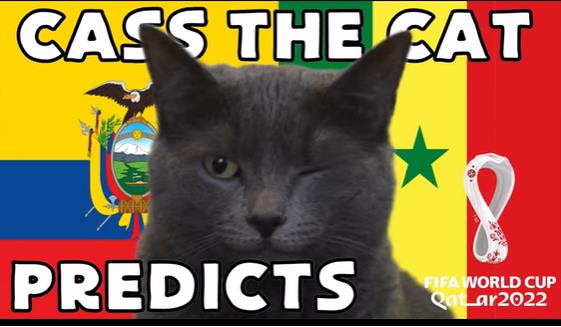 Mèo tiên tri dự đoán có bất ngờ ở trận Ecuador vs Senegal