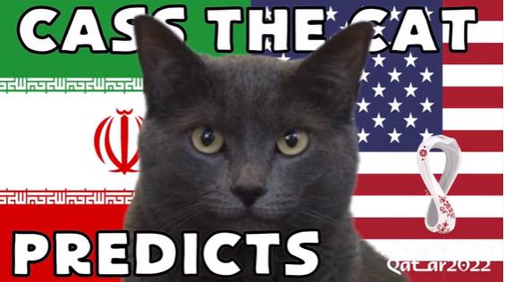 Mèo tiên tri dự đoán thế nào về trận Iran vs Mỹ