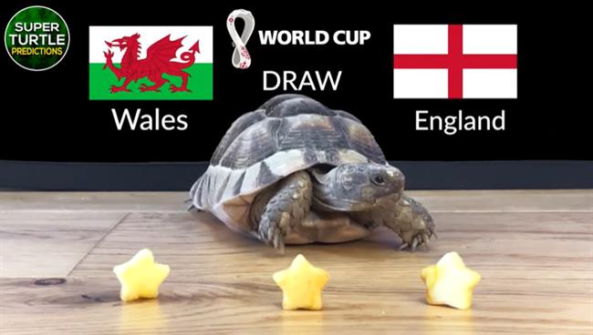 Rùa tiên tri dự đoán kết quả trận Xứ Wales vs Anh Rua tien tri du doan ket qua tran Xu Wales vs Anh