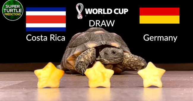 Thần Rùa dự đoán kết quả trận Costa Rica vs Đức