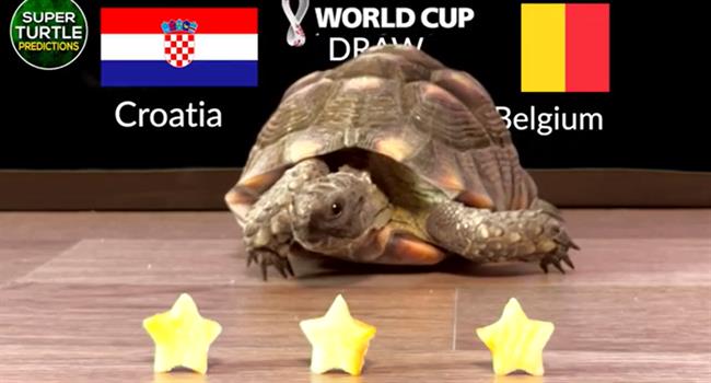 Thần Rùa dự đoán kết quả trận Bỉ vs Croatia