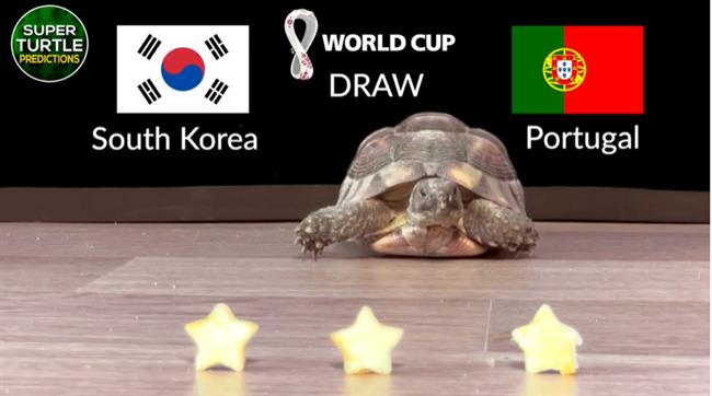 Đại bàng tiên tri dự đoán có bất ngờ ở trận Hàn Quốc vs Bồ Đào Nha?